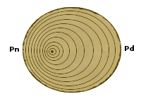 wyznaczanie południa sugerując się gęstością słoi